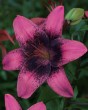 purple dream6